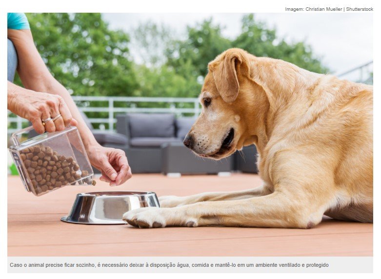 Entenda a importância de não deixar animais sozinhos em casa