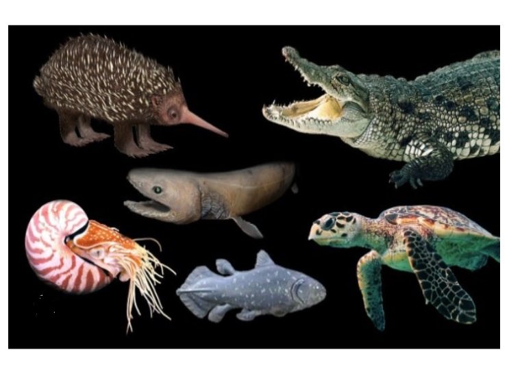 10 animais que vieram antes dos dinossauros e vivem até hoje