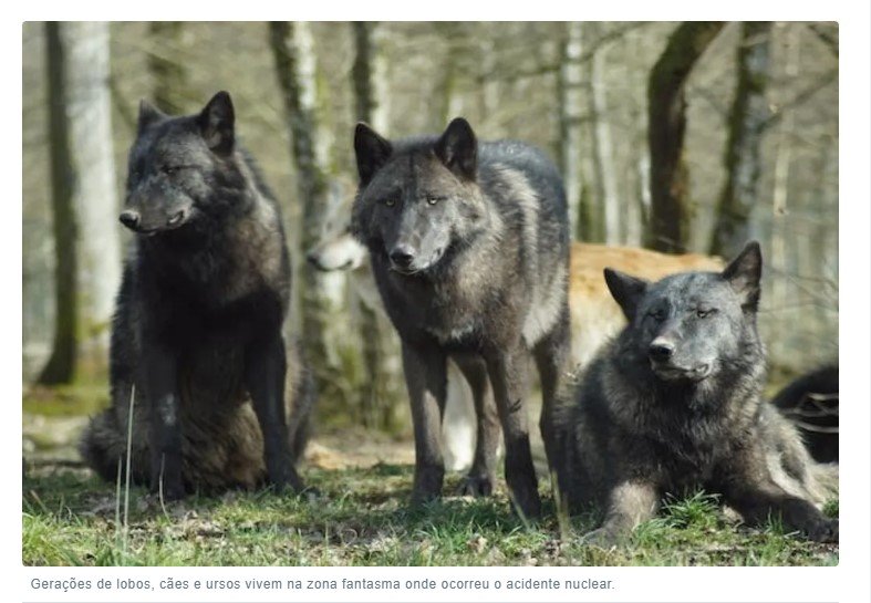 Lobos de Chernobyl desenvolvem mutação genética que desafia o câncer