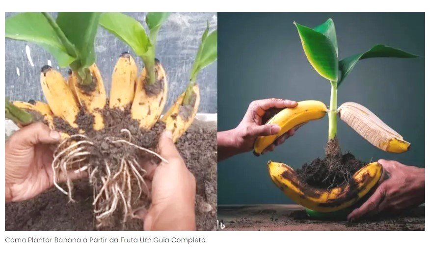 Como Plantar Banana a Partir da Fruta: Um Guia Completo