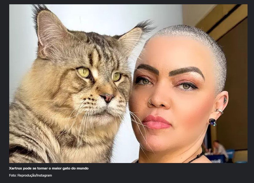 Como é o gato brasileiro que concorre ao título de maior do mundo no Guinness Book