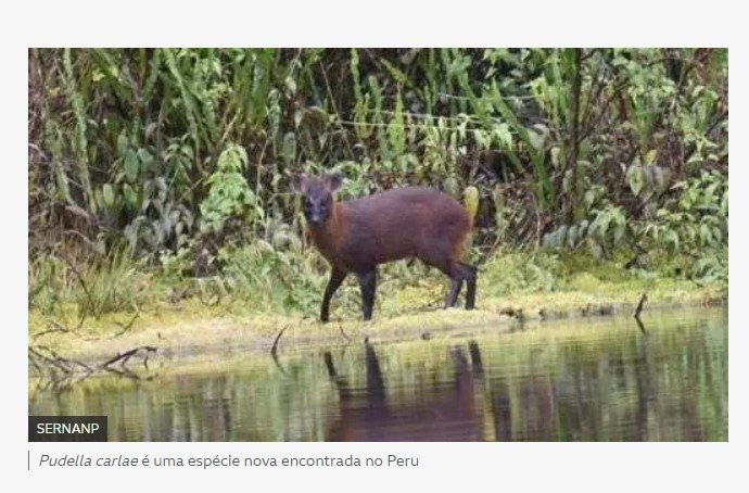 A nova espécie de mamífero descoberta por pesquisadores no Peru