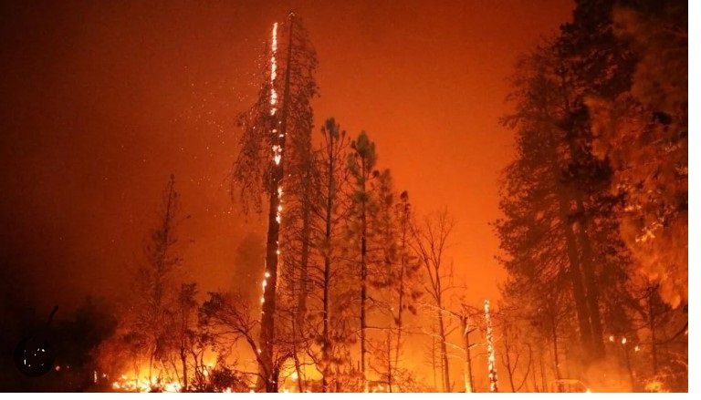 Após 66 milhões de anos, a Terra pode passar pela sexta onda de extinção em massa
