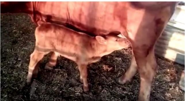Nascimento de boi vermelho é visto como sinal de "fim dos tempos" em Israel
