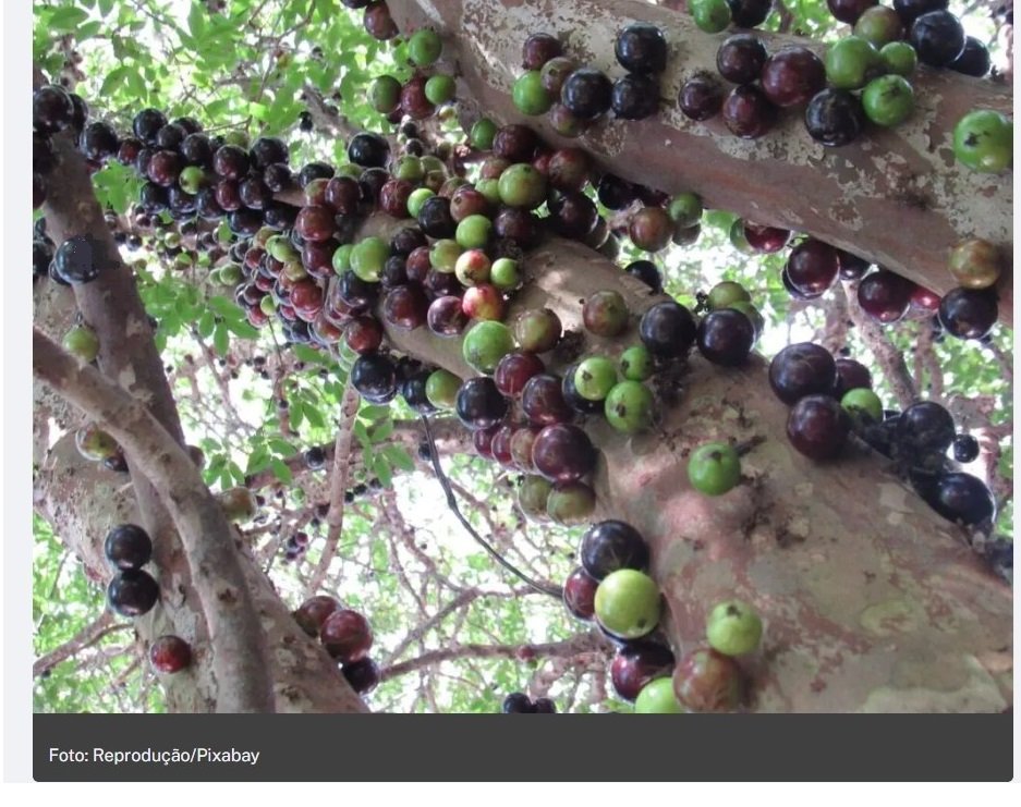 É do Brasil! Jabuticaba é eleita 2ª melhor fruta do mundo; veja os benefícios para a saúde