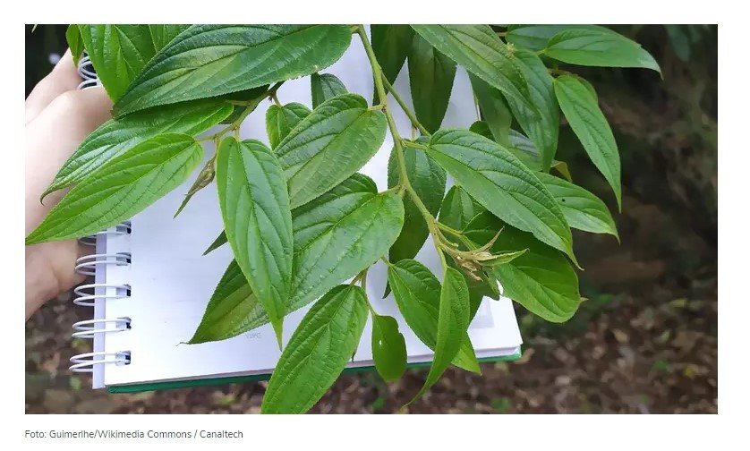 Planta brasileira possui canabidiol e será testada como remédio