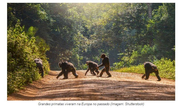 Nova espécie de grande primata é descoberta na Alemanha