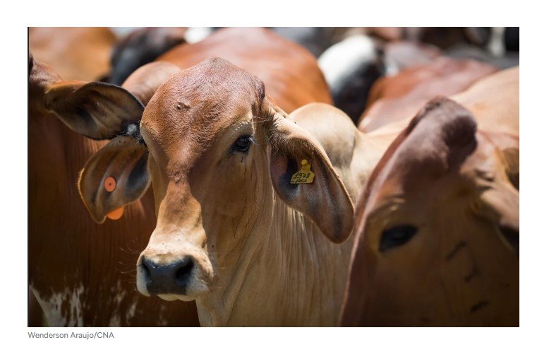 Leve melhora no preço do boi gordo acende esperança; veja cotações