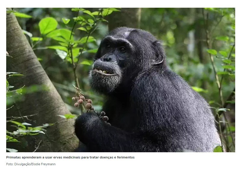 Chimpanzés aprenderam a usar ervas medicinais para tratar doenças; veja como humanos podem se beneficiar