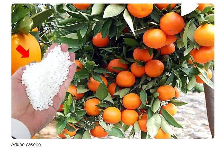 Adubo caseiro simples e barato que faz qualquer planta explodir de frutos