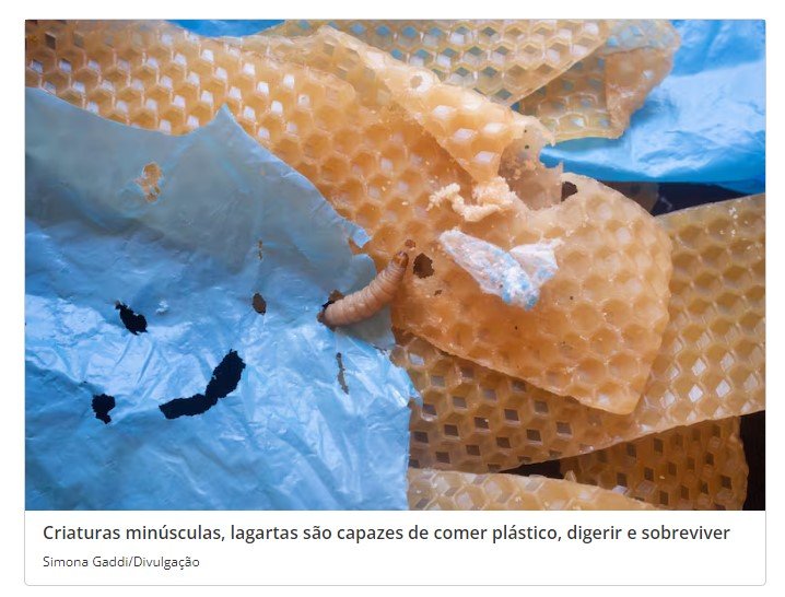 Descoberta acidental de larva em colmeia promete revolucionar reciclagem de plástico no planeta