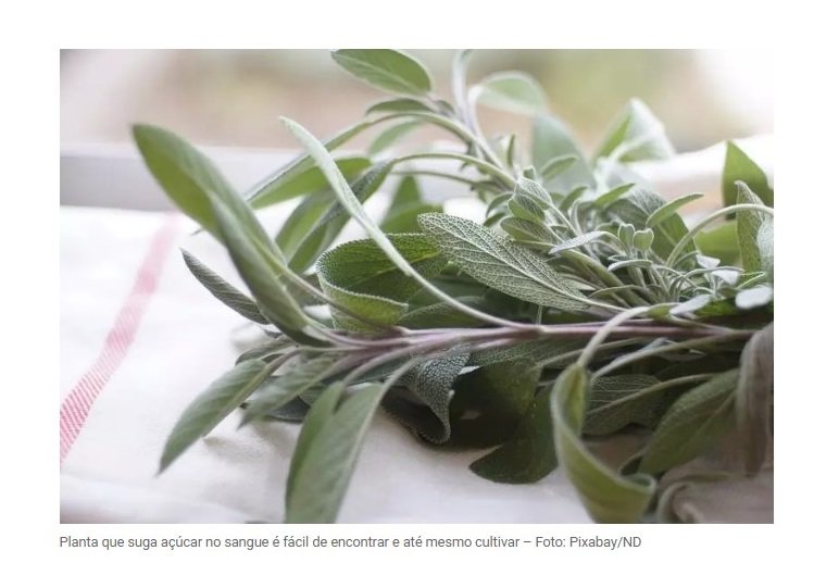 Conheça planta que suga açúcar do sangue e aprimora a memória em instantes
