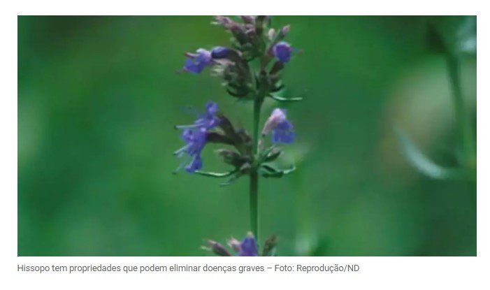 Planta da Bíblia pode contribuir para a purificação do corpo, da alma e da mente; saiba como