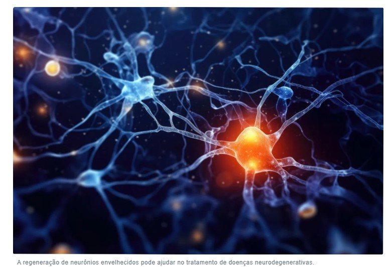 Neurônios antigos podem ser regenerados e ajudar no tratamento de doenças degenerativas, afirma estudo
