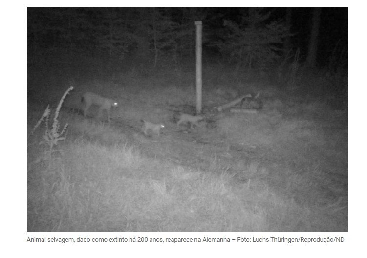 Filhotes de animal selvagem são vistos após mais de 150 anos em floresta