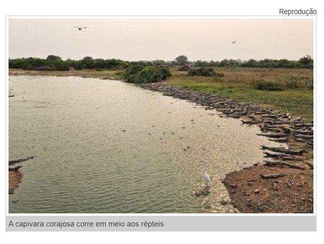 Capivara corajosa corre em lago cheio de jacarés