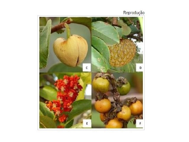 Estudo identifica 43 frutas de MT com potencial para ser 'novo açaí'