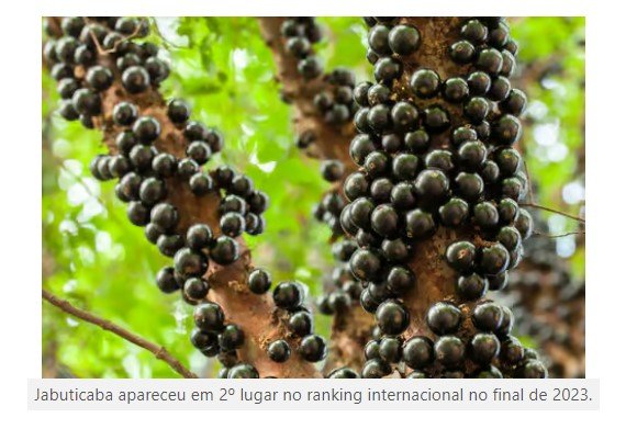 Jabuticaba é eleita a segunda melhor fruta do mundo em ranking