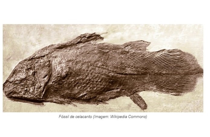 Peixe mais antigo que dinossauros continua vivo – e está praticamente intacto