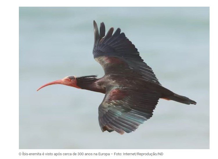 Pássaros antigos, considerados extintos, reaparecem após 300 anos