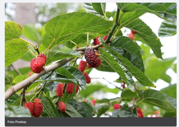 Essas 6 árvores frutíferas você não deve ter no pomar ou jardim de sua casa; entenda por quê