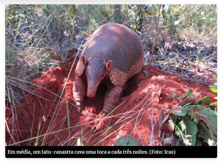 Tatu-canastra cria tocas climatizadas para abrigar fauna do Pantanal