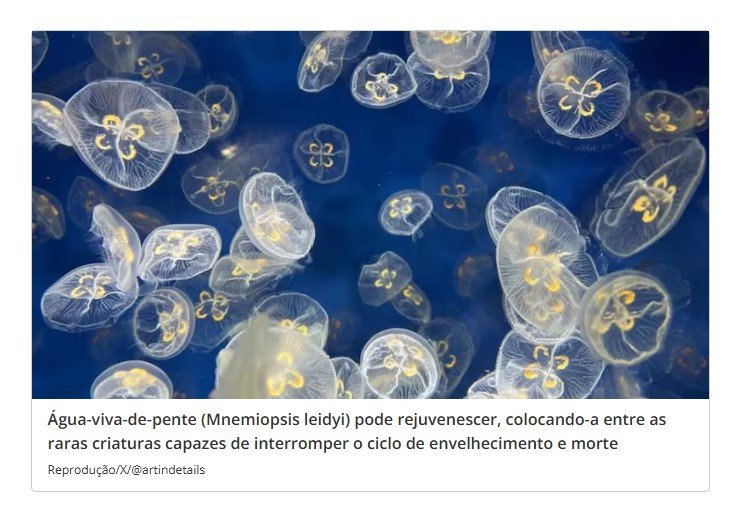 Ciclo da imortalidade: cientistas descobrem água-viva que reverte envelhecimento