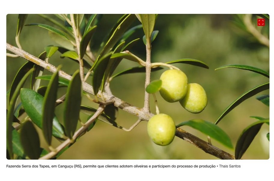 Fazenda gaúcha lança iniciativa de adoção de oliveiras na produção de azeite