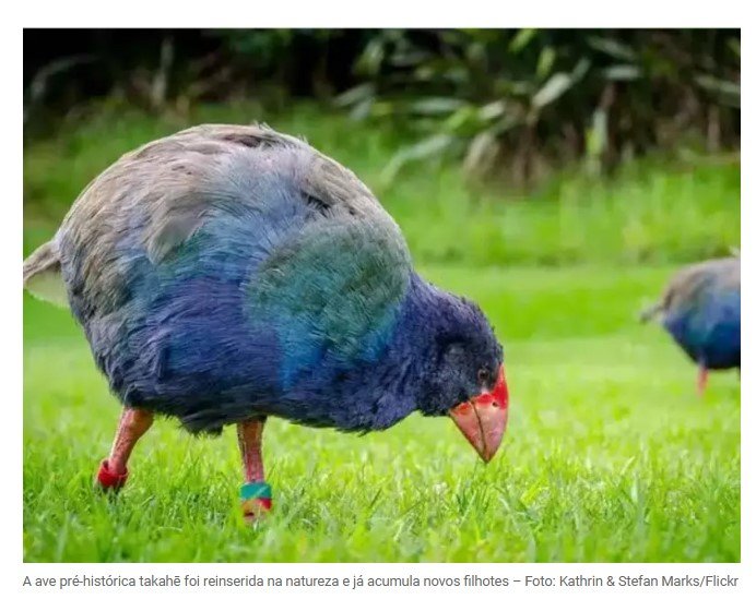 Ave pré-histórica considerada extinta é reinserida na natureza e já chega a 500 indivíduos