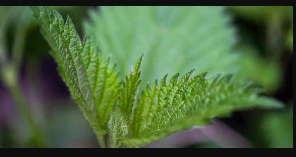 Urtiga é considerada uma PANC? Veja se é seguro comer essa planta