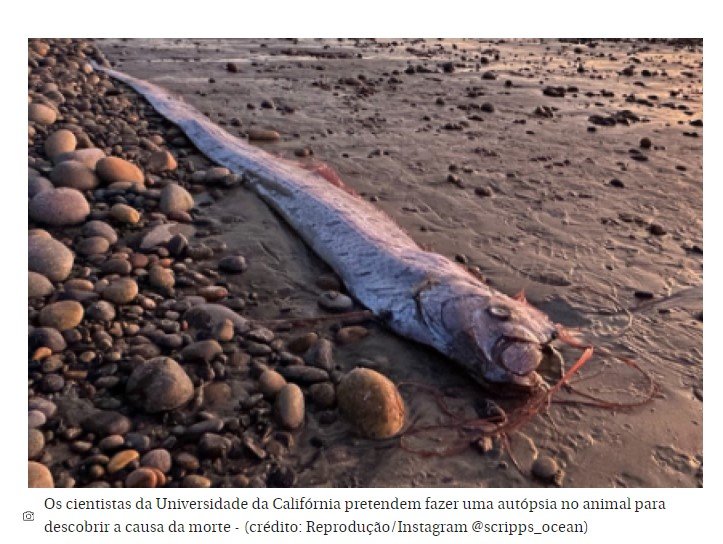 Peixe do juízo final reaparece na Califórnia e intriga pesquisadores