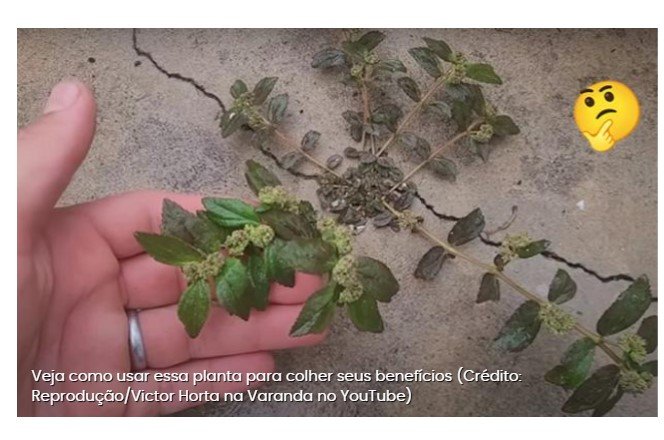 Planta que nasce na calçada de casa pode mudar a vida da sua família e você só precisa de 1 folha