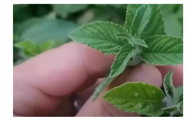 Esta planta combate stress, ansiedade e problemas estomacais