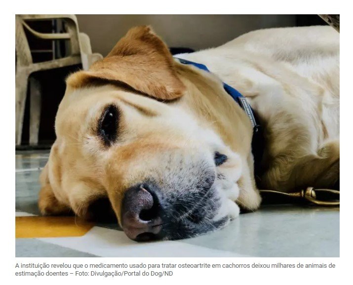 Agência de saúde alerta para mortes de pets relacionadas a medicamento popular