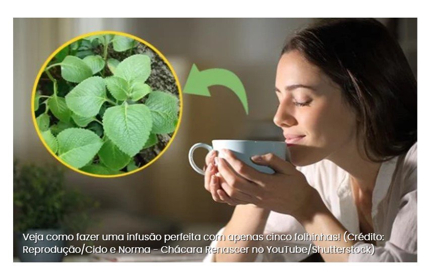 Planta comum em hortas caseiras pode transformar a saúde da sua família e você só precisa de 5 folhas