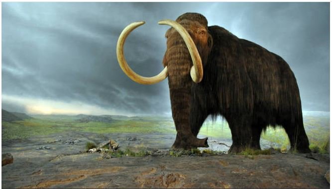 Cientistas afirmam que clonarão mamute em 10 anos