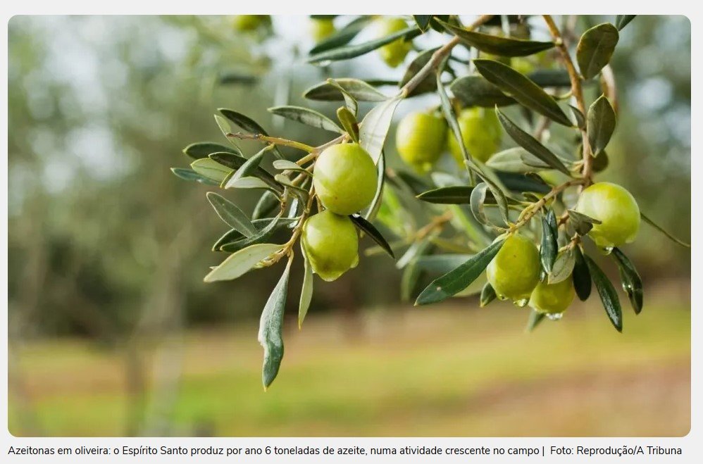 Produção de azeite cresce no Espírito Santo