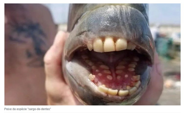 Conheça a espécie de peixe com ‘dentes humanos’ pescado no ES