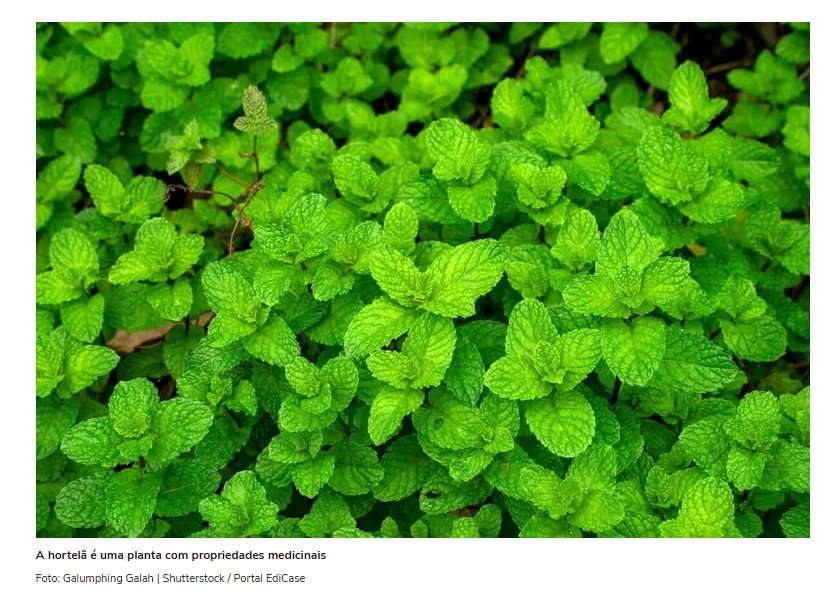 6 benefícios da planta hortelã para a saúde e como usá-la