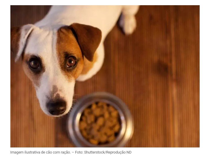 Marca famosa de ração de cachorro é contaminada com bactéria
