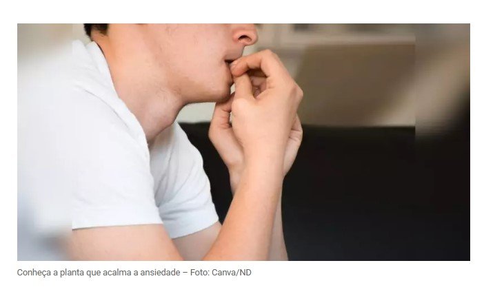 A planta que acalma a ansiedade e ajuda a dormir como um bebê; veja como consumir