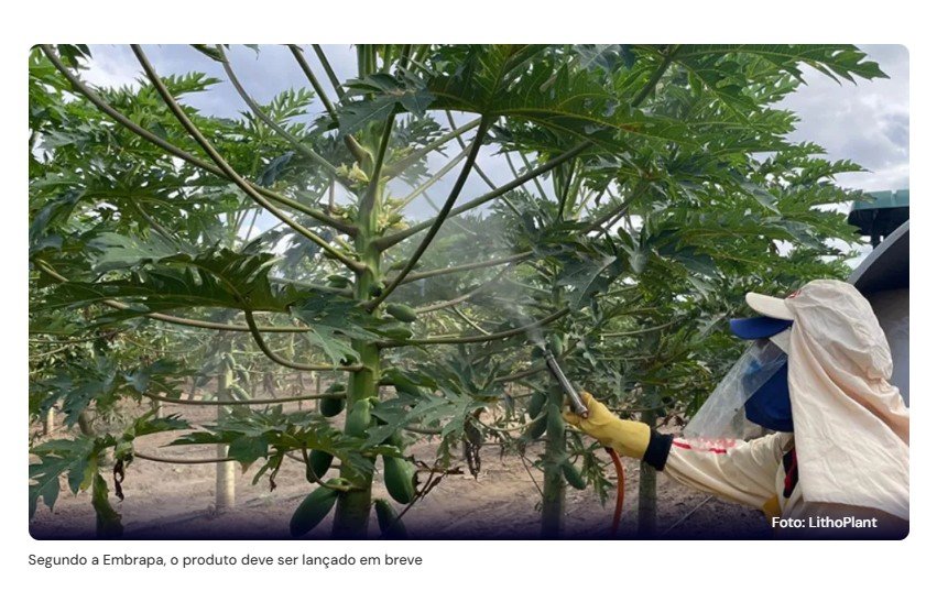 Embrapa cria protetor solar para plantas e frutas para reduzir danos climáticos