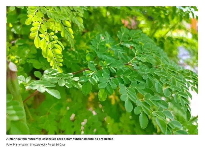 7 benefícios da planta medicinal moringa