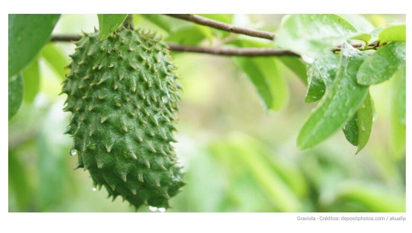 Como plantar graviola e acelerar a frutificação em menos tempo