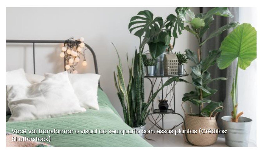 Melhoram o sono e reduzem o estresse: 5 plantas que você deveria ter no quarto (com dicas de como cuidar delas!)