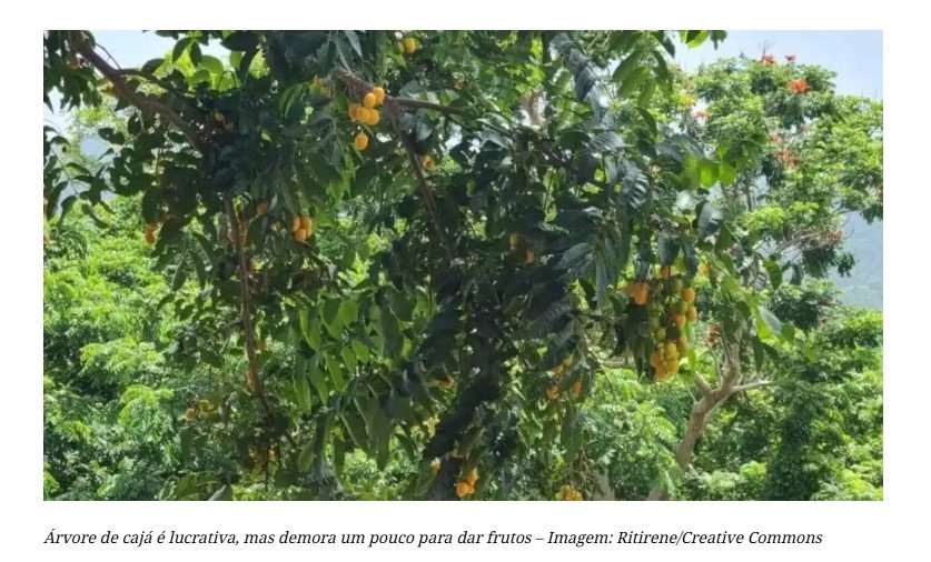 AgronegócioConheça a árvore que transforma quintais em fonte de renda