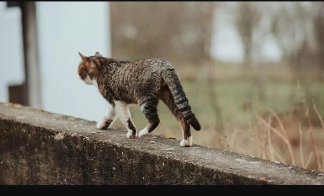 'Gatos domésticos são responsáveis pela extinção de no mínimo 33 espécies de animais em todo o mundo'
