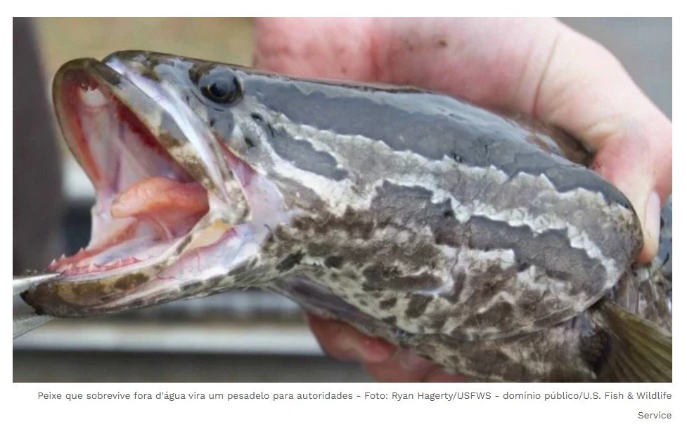 Peixe que sobrevive fora d’água vira um pesadelo para autoridades