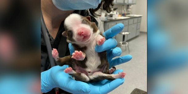 CACHORRO NASCE COM SEIS PATAS E DOIS RABOS, MAS É SAUDÁVEL; VEJA