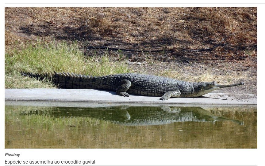 Espécie de crocodilo pré-histórico é identificada na Amazônia
